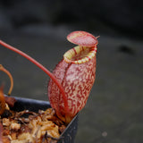 Nepenthes spectabilis x tenuis