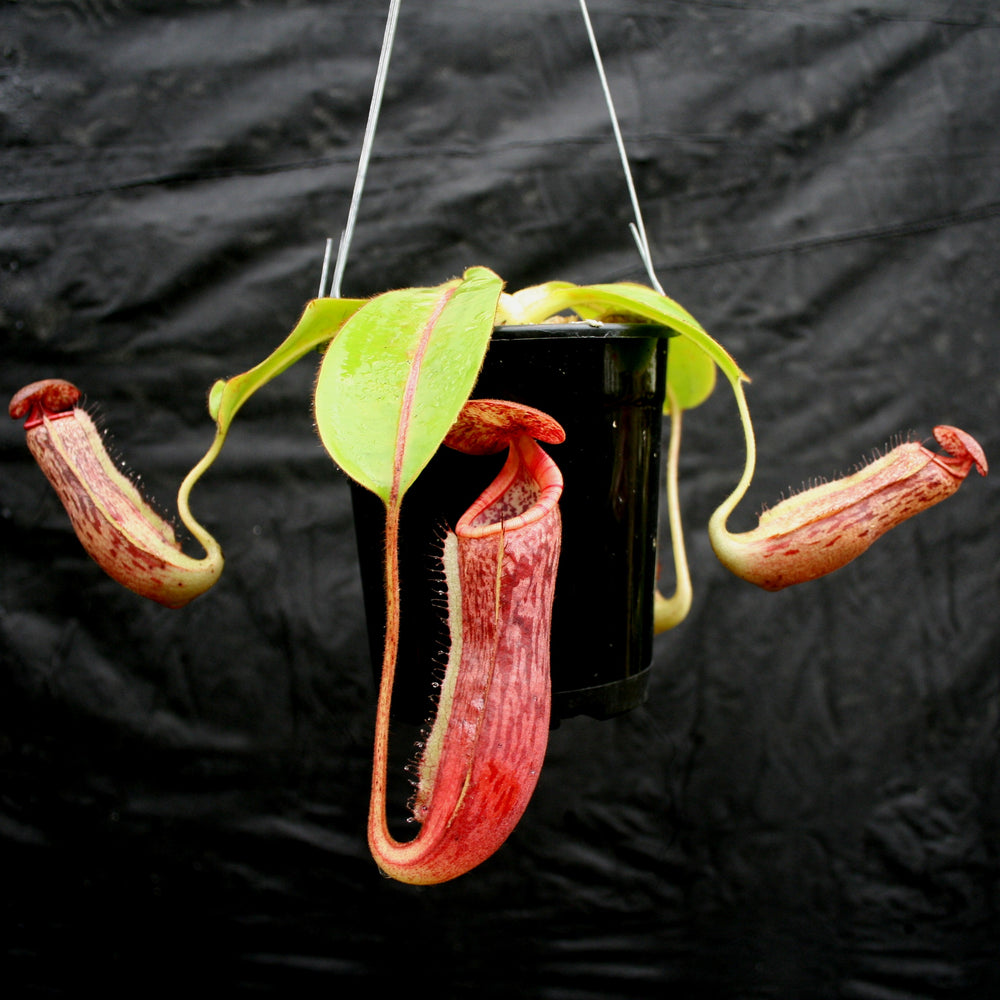 
                      
                        Nepenthes glandulifera x [(lowii x veitchii) x boschiana], CAR-0067, pitcher plant, carnivorous plant, collectors plant, large pitchers, rare plants
                      
                    