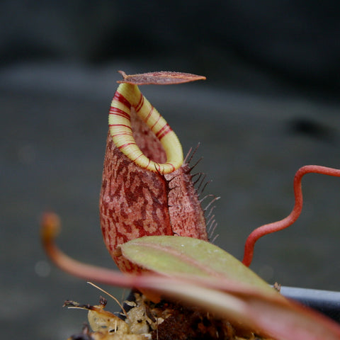 BE-3884 Nepenthes spectabilis x tenuis showing a tall red mottled pitcher with a yellow striped peristome and curved lid