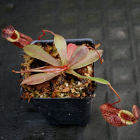 Nepenthes spectabilis x tenuis
