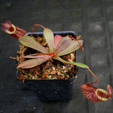 Nepenthes spectabilis x tenuis