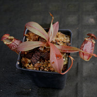 Nepenthes spectabilis x tenuis