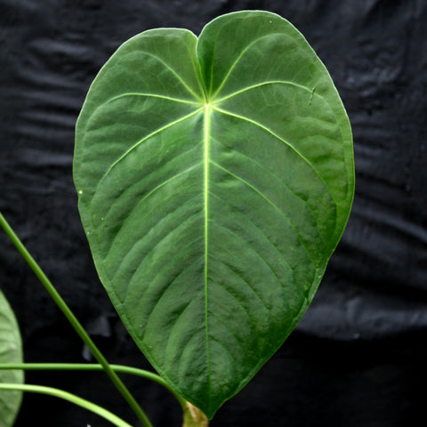 Glossy heart shaped Anthurium leaf with a bright central vein against a dark background.