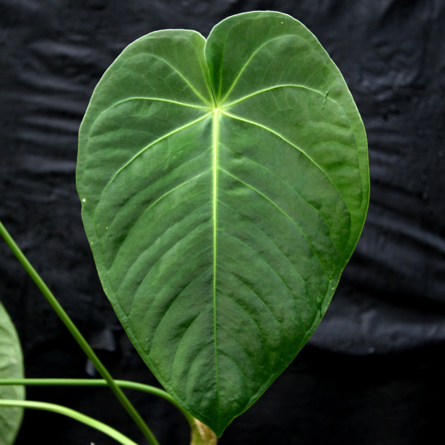 anthurium angamarcanum care Anthurium aff. angamarcanum – Carnivero