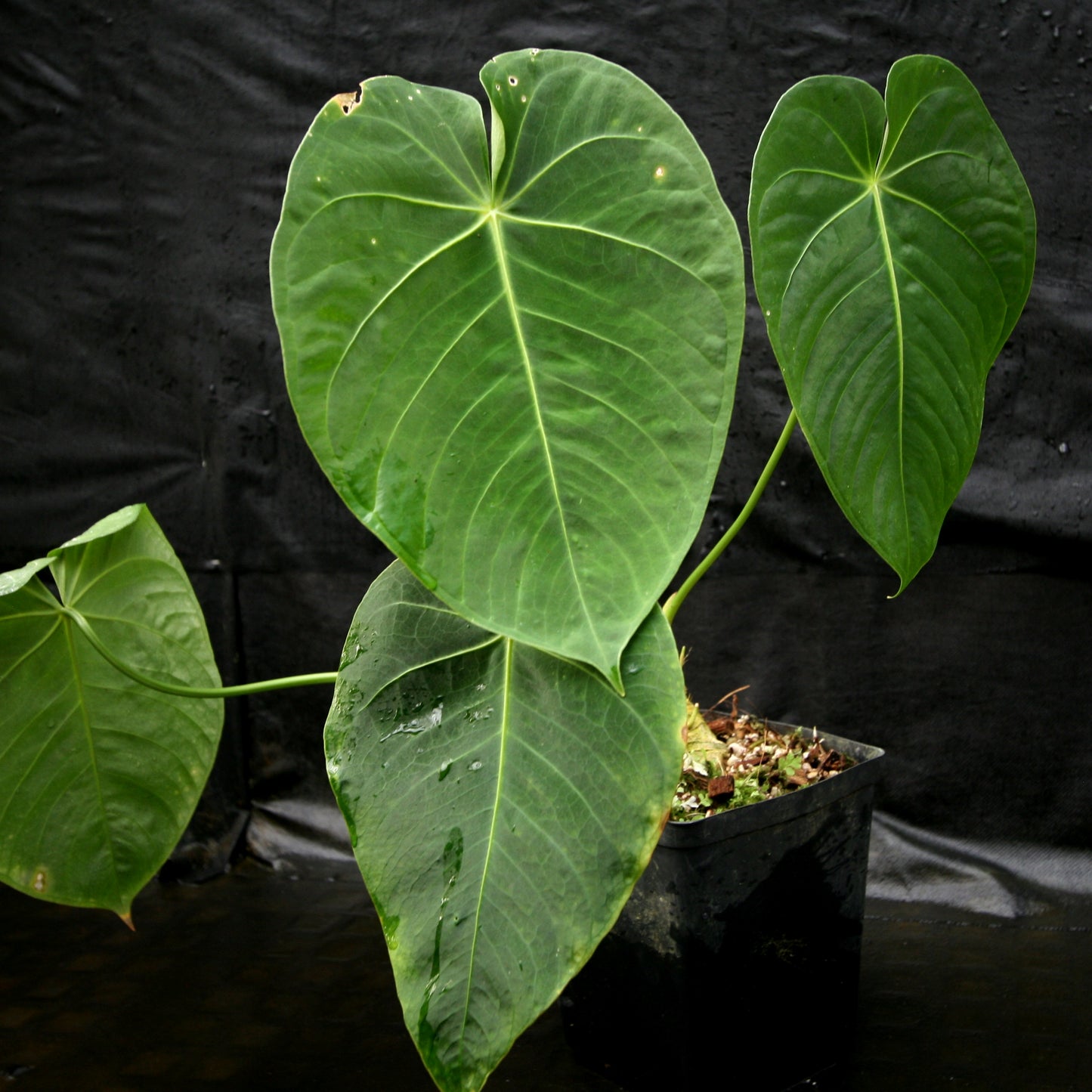 anthurium angustisectum Anthurium aff. angamarcanum – Carnivero