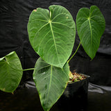 Anthurium aff. angamarcanum