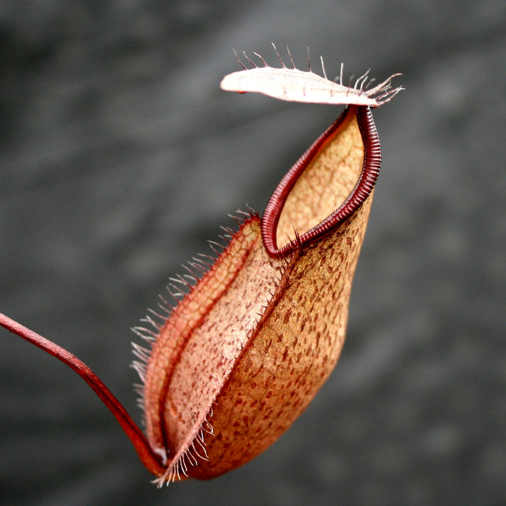 
                      
                        Nepenthes tentaculata, BE-3870
                      
                    