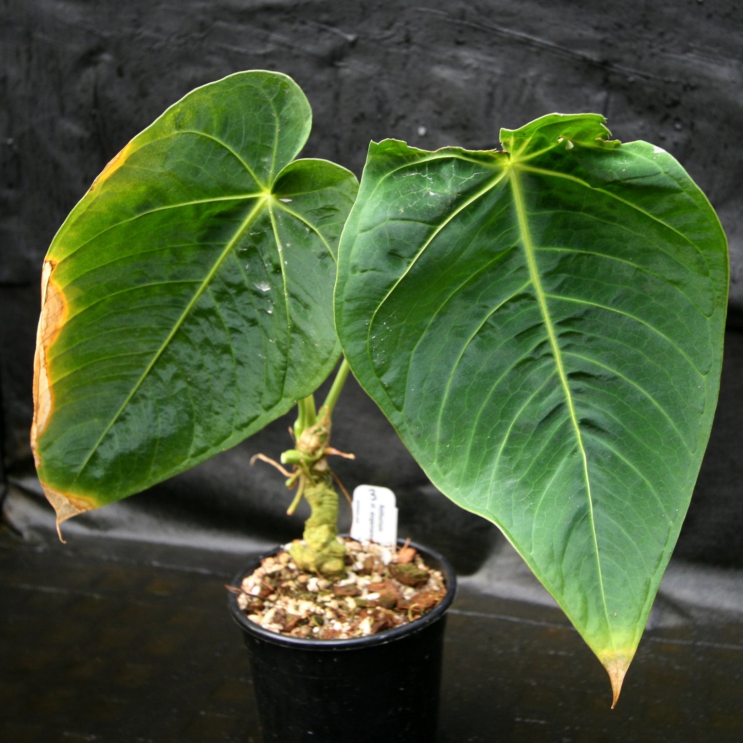 anthurium angamarcanum aff esmeraldas Anthurium aff. angamarcanum – Carnivero