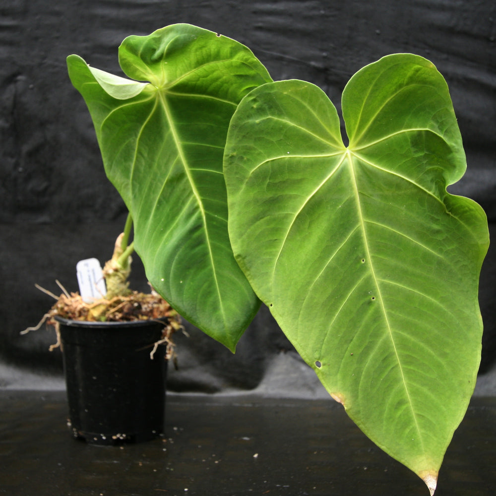 
                      
                        Anthurium aff. angamarcanum
                      
                    