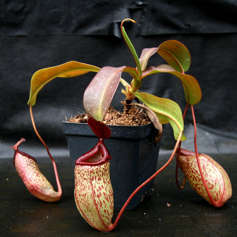 Nepenthes Mimi's Kiss pitcher plant with green leaves and red speckled pitchers in a black pot