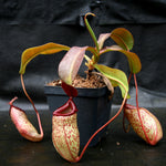 Nepenthes "Mimi's Kiss'