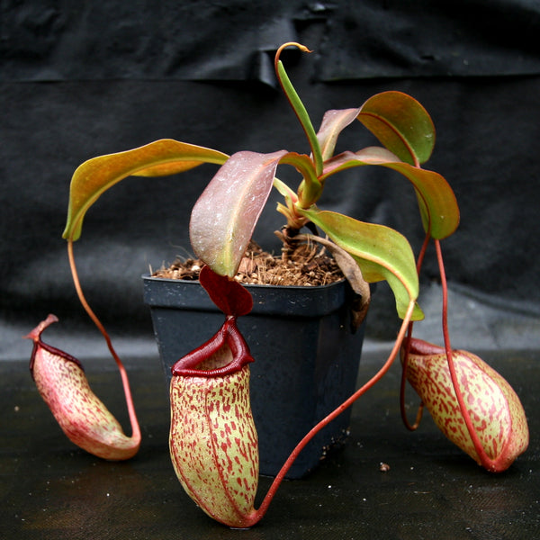 Nepenthes 'Mimi's Kiss'