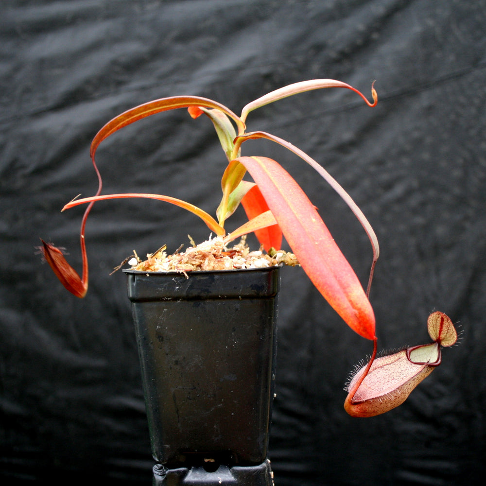 
                      
                        Nepenthes tentaculata, BE-3870
                      
                    