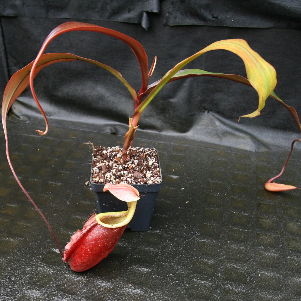 
                      
                        Nepenthes 'Suki'
                      
                    