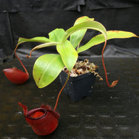 Nepenthes 'Diana'