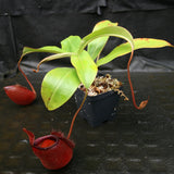 Nepenthes 'Diana'