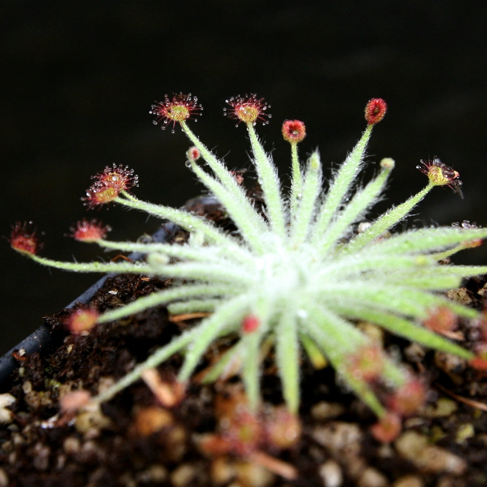 
                      
                        Drosera lanata sundew
                      
                    