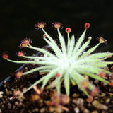 Drosera lanata sundew