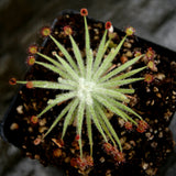 Drosera lanata sundew