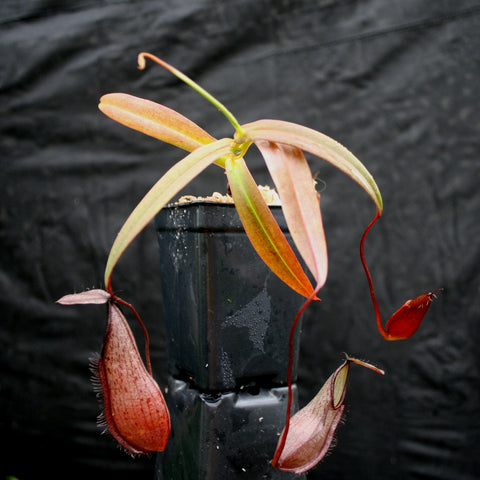 Nepenthes tentaculata BE-3870 plant with pale pink leaves and red hanging pitchers in a black pot.