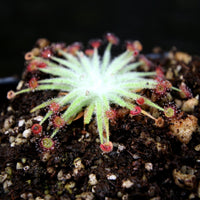 Drosera lanata sundew