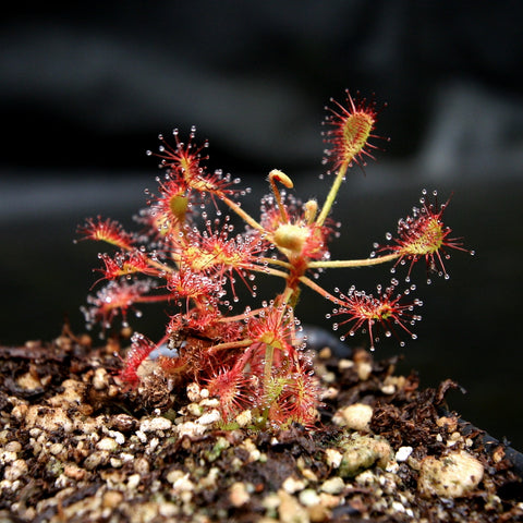 Drosera madagascariensis sundew with red dew-covered tentacles radiating from yellow centers