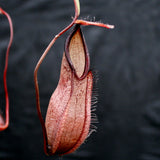 Nepenthes tentaculata, BE-3870