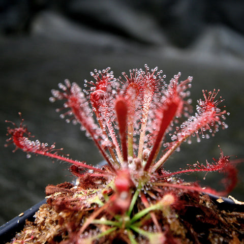 Drosera oblanceolata sundew with red slender stalks radiating from the center and dew droplets along the tentacles