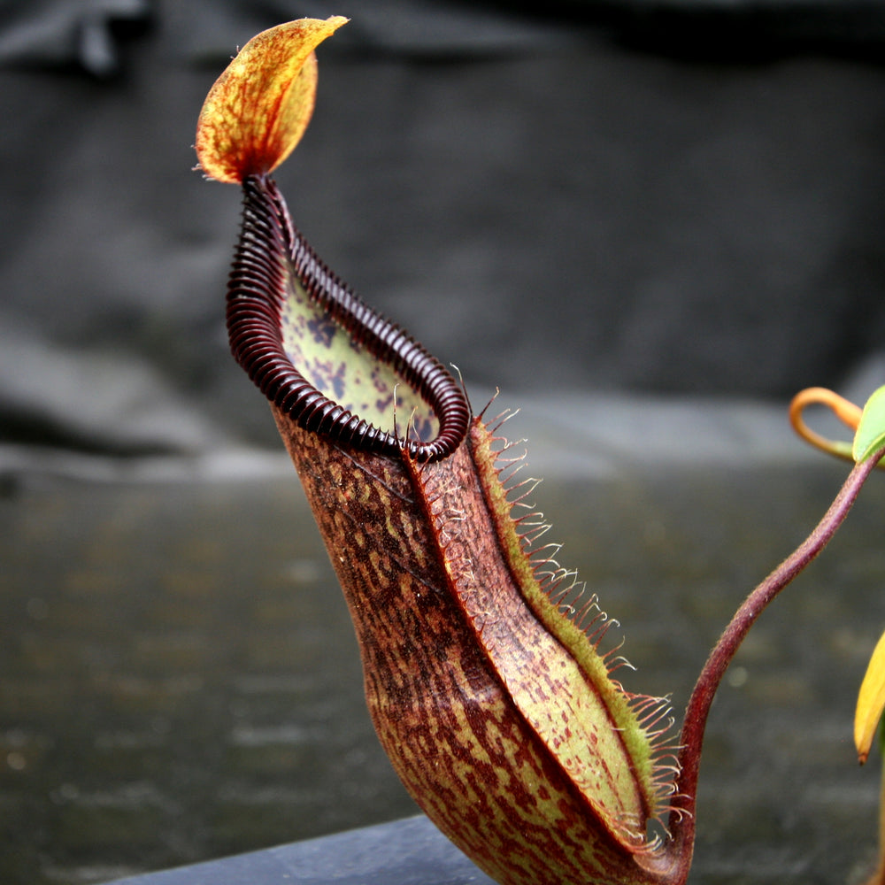 
                      
                        Nepenthes singalana variegated x hamata, CAR-0138
                      
                    
