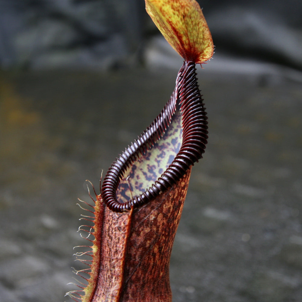 
                      
                        Nepenthes singalana variegated x hamata, CAR-0138
                      
                    