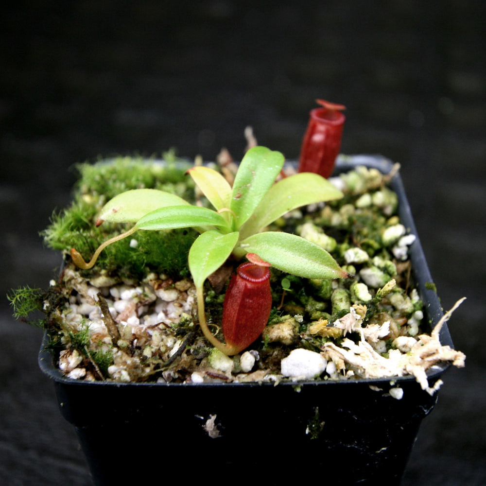 
                      
                        Nepenthes jacquelineae x villosa
                      
                    