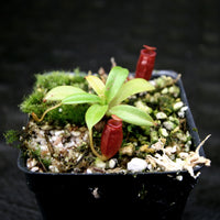 Nepenthes jacquelineae x villosa