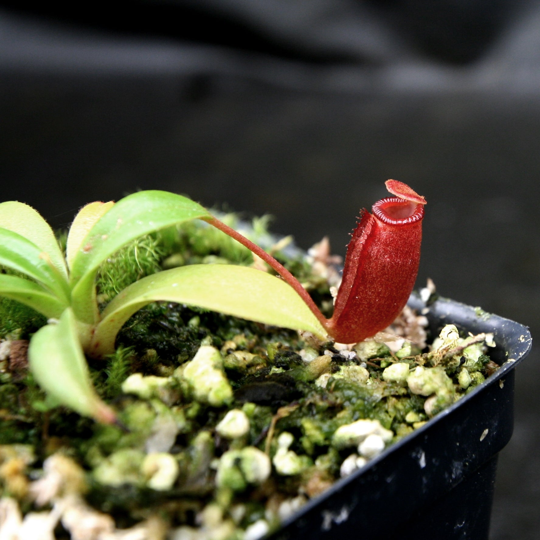 Nepenthes jacquelineae x villosa – Carnivero