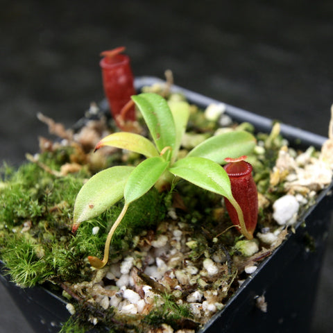 Nepenthes jacquelineae x villosa with pale green leaves and a bright red upright pitcher in a mossy pot