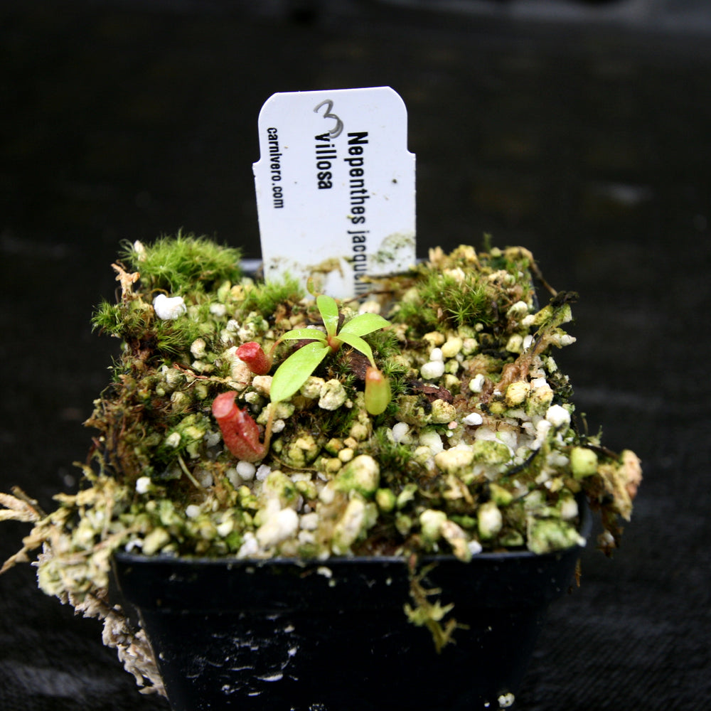 
                      
                        Nepenthes jacquelineae x villosa
                      
                    