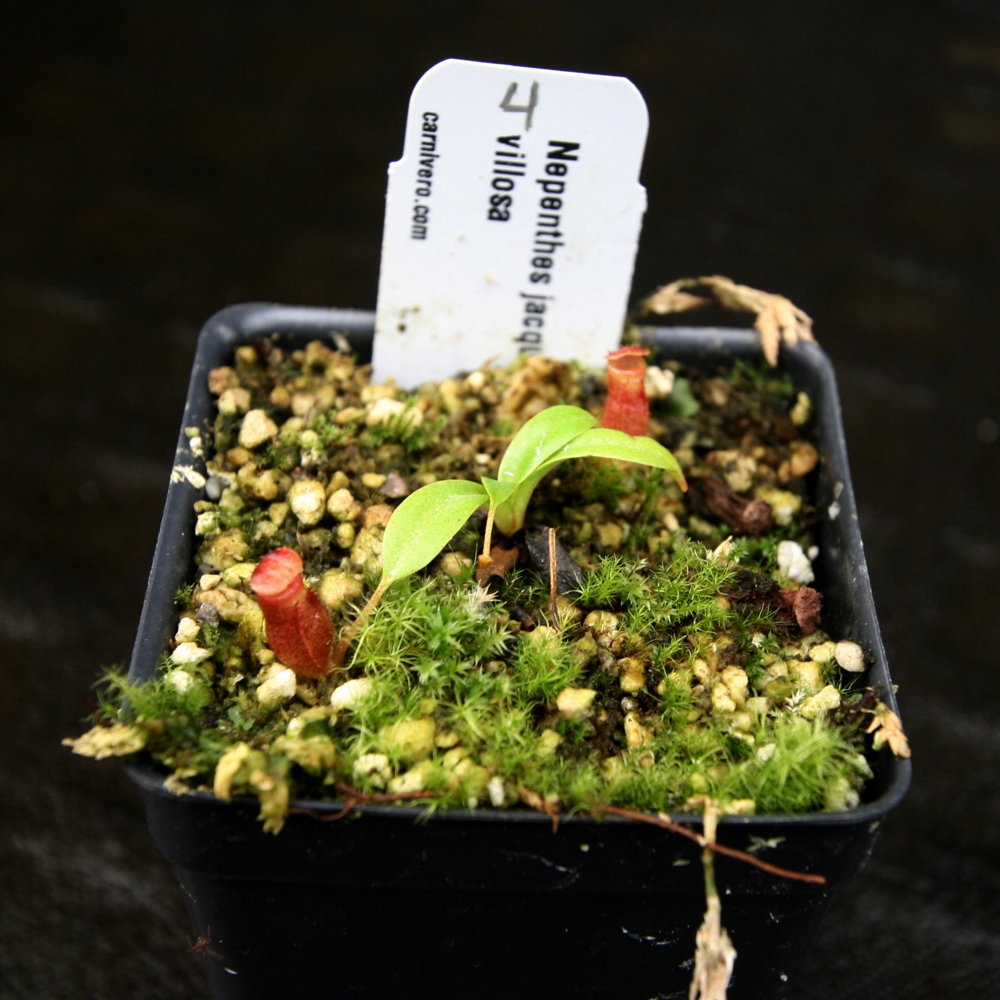 Nepenthes jacquelineae x villosa – Carnivero