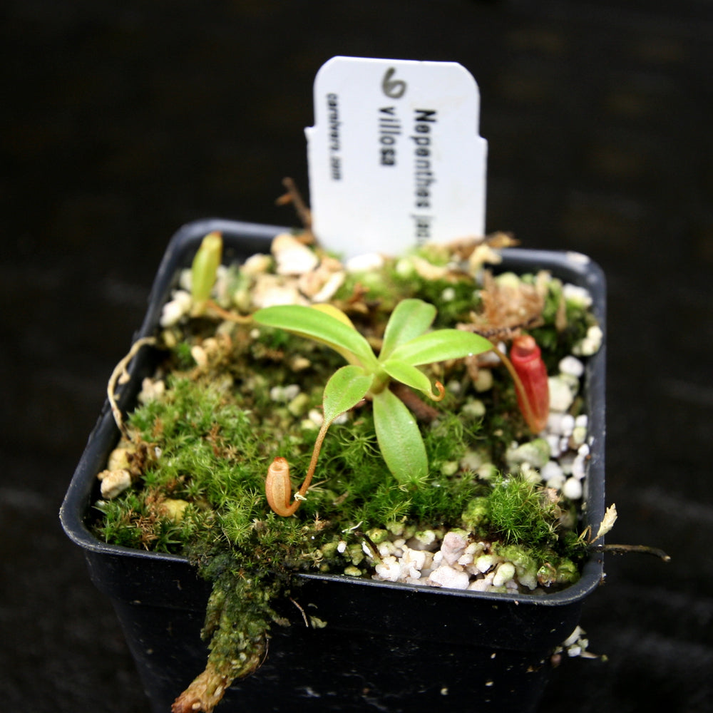 
                      
                        Nepenthes jacquelineae x villosa
                      
                    