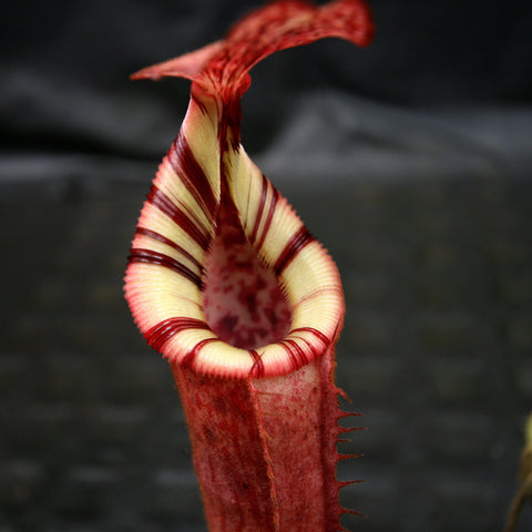 Nepenthes veitchii x lowii x burbidgeae x edwardsiana hybrid pitchers a red striped upright urn and a bright yellow rimmed pitcher