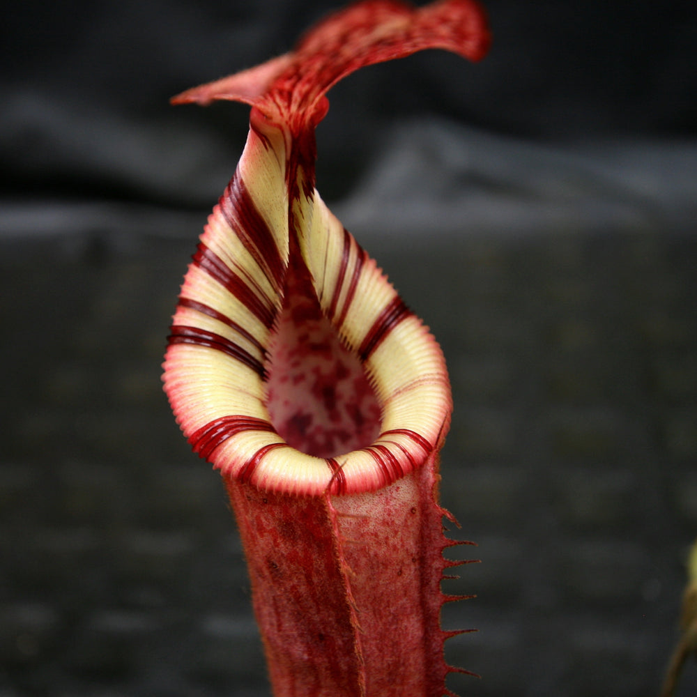 Nepenthes (veitchii x lowii) x (burbidgeae x edwardsiana)