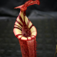 Nepenthes (veitchii x lowii) x (burbidgeae x edwardsiana)