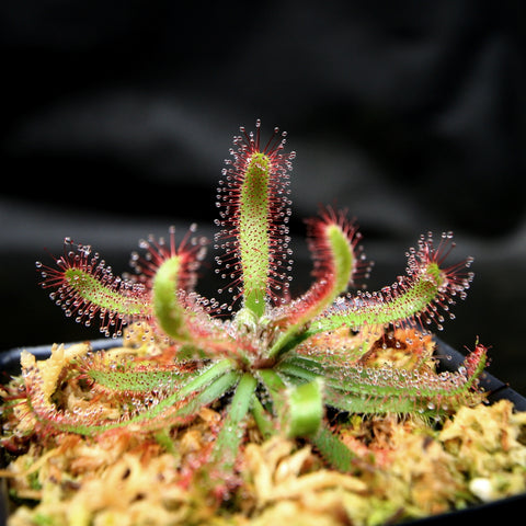 Drosera latifolia broad leaf sundew with red edged sticky tentacles and dew droplets