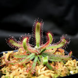 Drosera latifolia