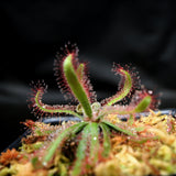 Drosera latifolia, Broad leaf sundew