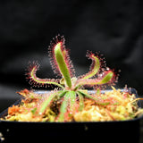 Drosera latifolia, Broad leaf sundew