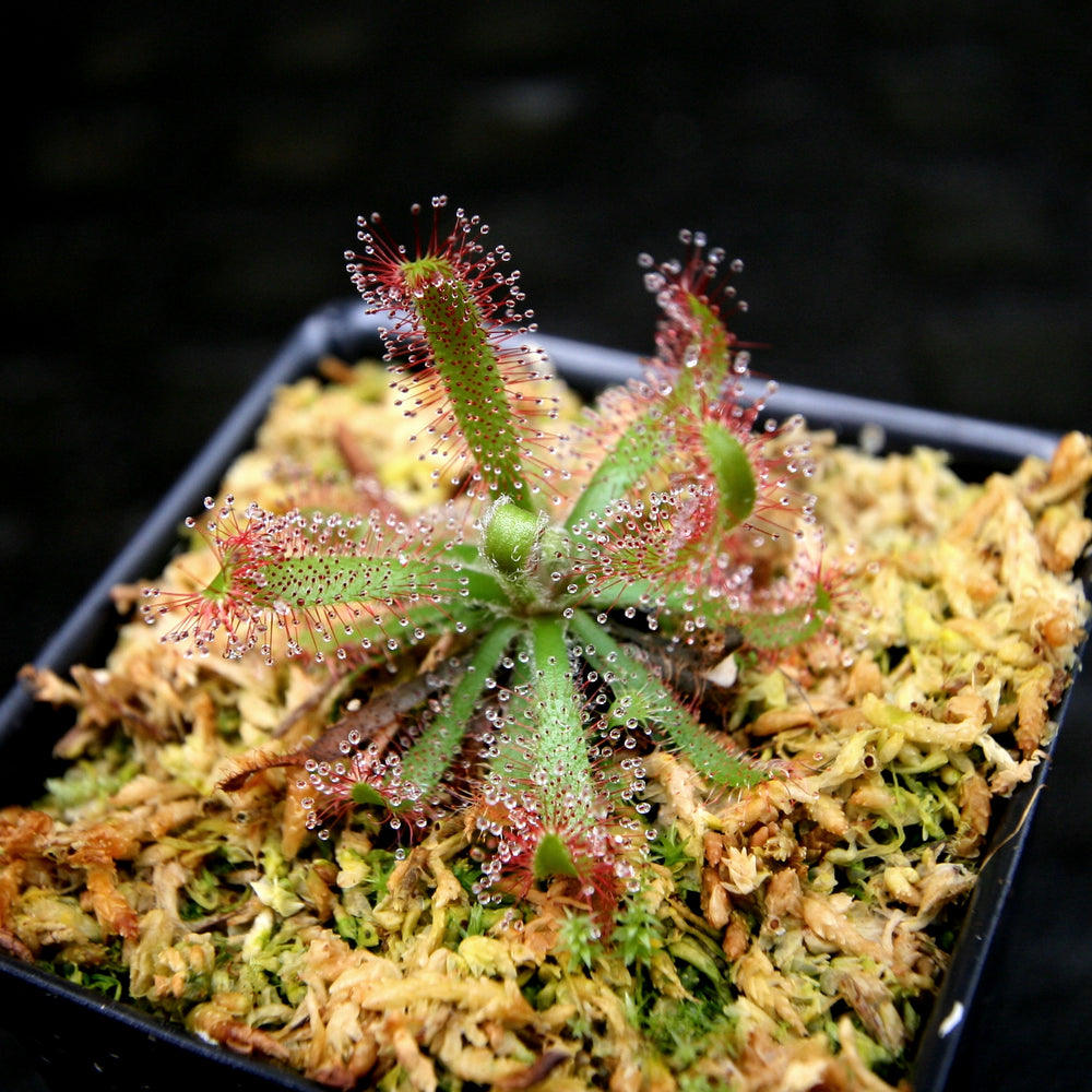 
                      
                        Drosera latifolia, Broad leaf sundew
                      
                    