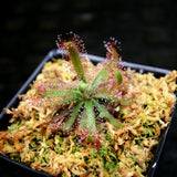 Drosera latifolia, Broad leaf sundew