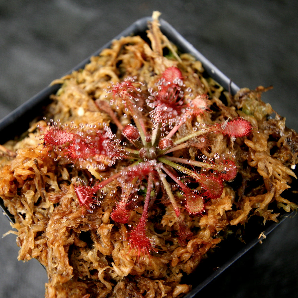 
                      
                        Drosera oblanceolata sundew
                      
                    