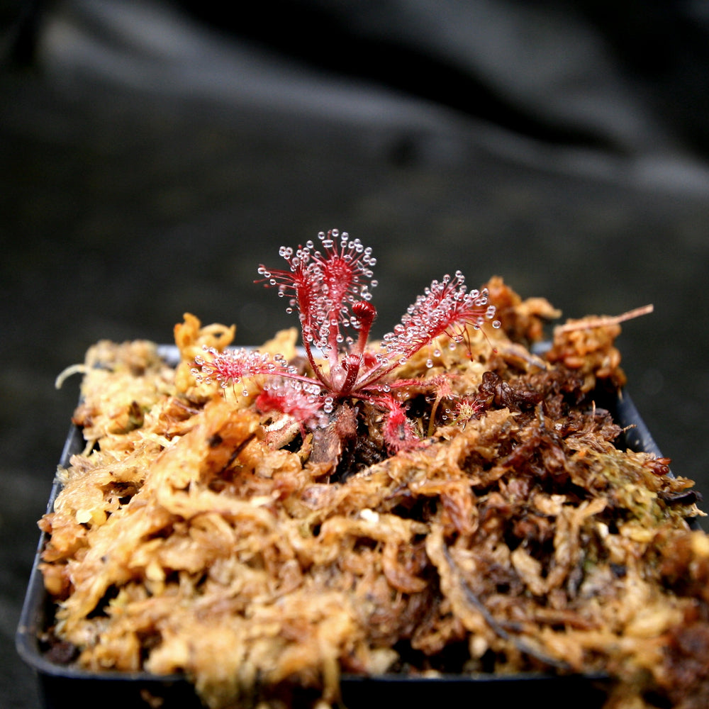 
                      
                        Drosera oblanceolata sundew
                      
                    