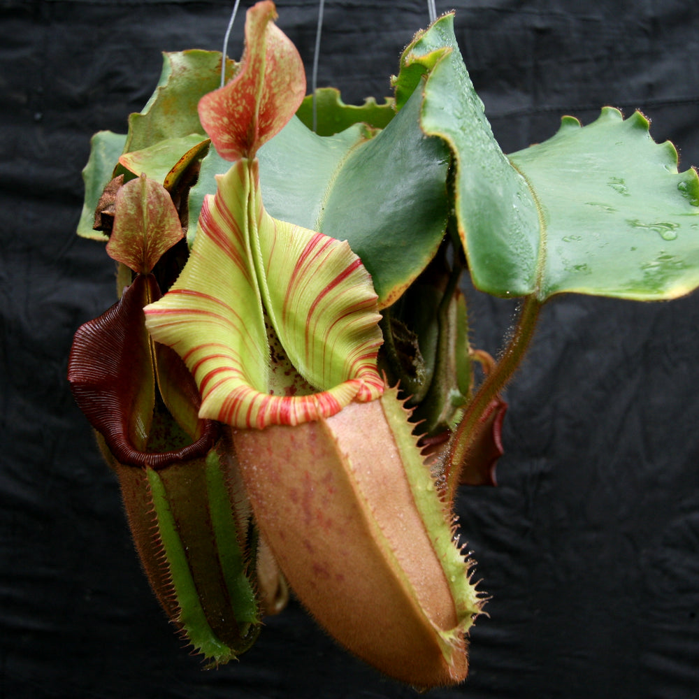 
                      
                        Nepenthes veitchii ("Psychedelic" x "Pink Candy Cane"), CAR-0126
                      
                    