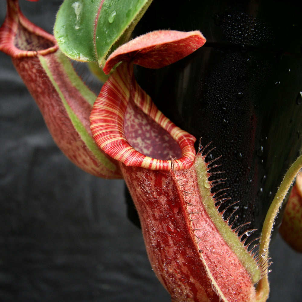 
                      
                        Nepenthes [(lowii x veitchii) x boschiana)] "Red Ruffled" x {boschiana x [truncata x (northiana x veitchii)]}, CAR-0162
                      
                    